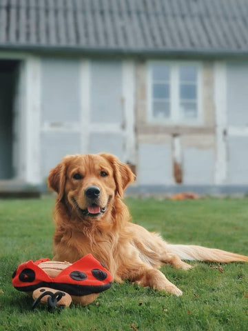 Aktivitetslegetøj til hund - Mariehøne Hundebamse