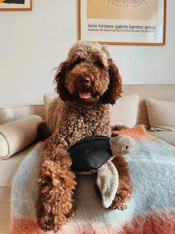 Be nordic skildpadde bamse til hunde