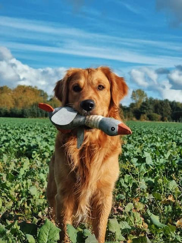 bamsefugl til hunde i grå
