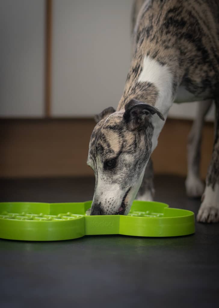 Hund spiser af slowfeeder hundeskål i grøn