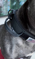 Hund med sort militærinspireret halsbånd på