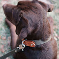 Denjo Dogs Hundehalsbånd Signature hundehalsbånd i farven Cognac og Khaki på gammeldags labrador