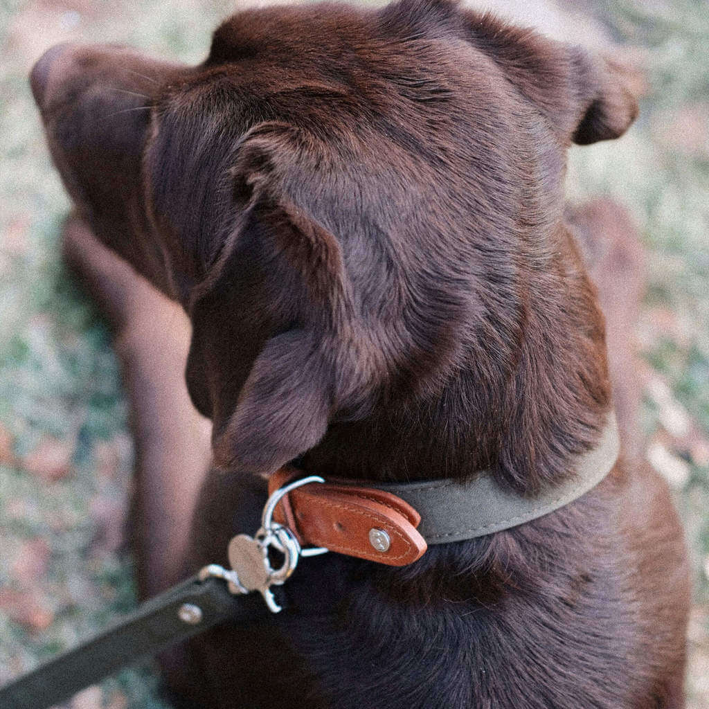 Denjo Dogs Hundehalsbånd Signature hundehalsbånd i farven Cognac og Khaki på gammeldags labrador
