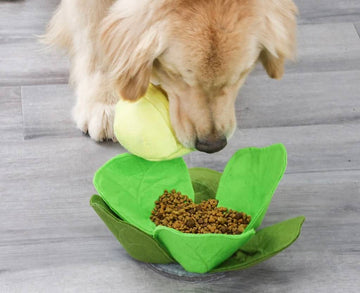 Kålhoved aktivitetslegetøj, golden retriever der snuser efter godbidder