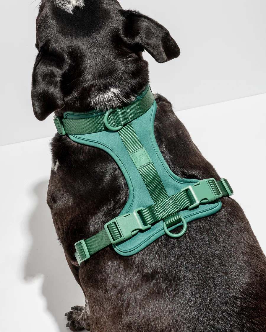 Grøn hundesele i smukt design
