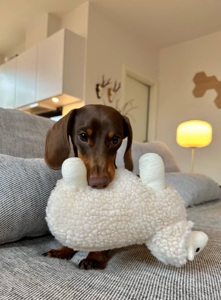 Gravhund med hundebamse får i munden