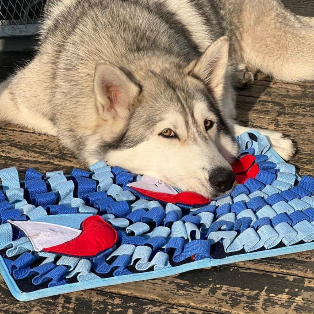 Aktivitetslegetøj til Hund - Snusetæppe Skattejagt