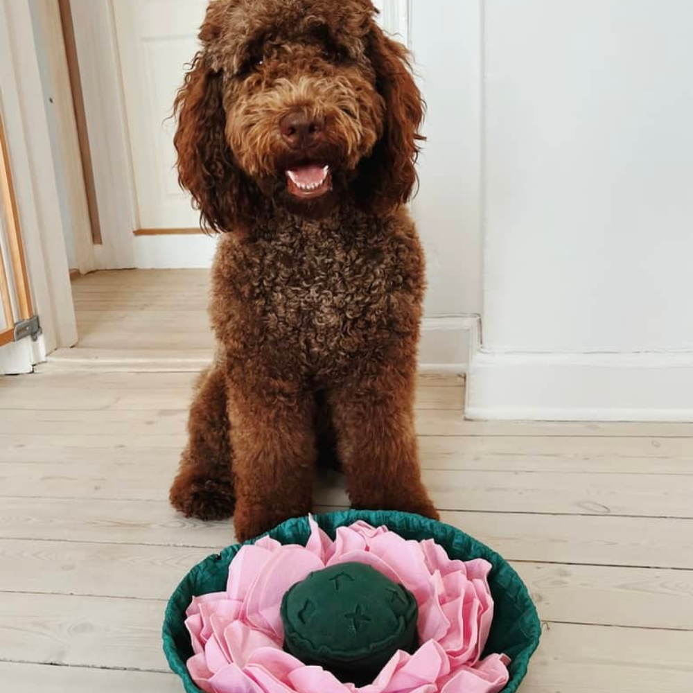 Aktivitetslegetøj til hund - Snusetæppe Lotus Blomst