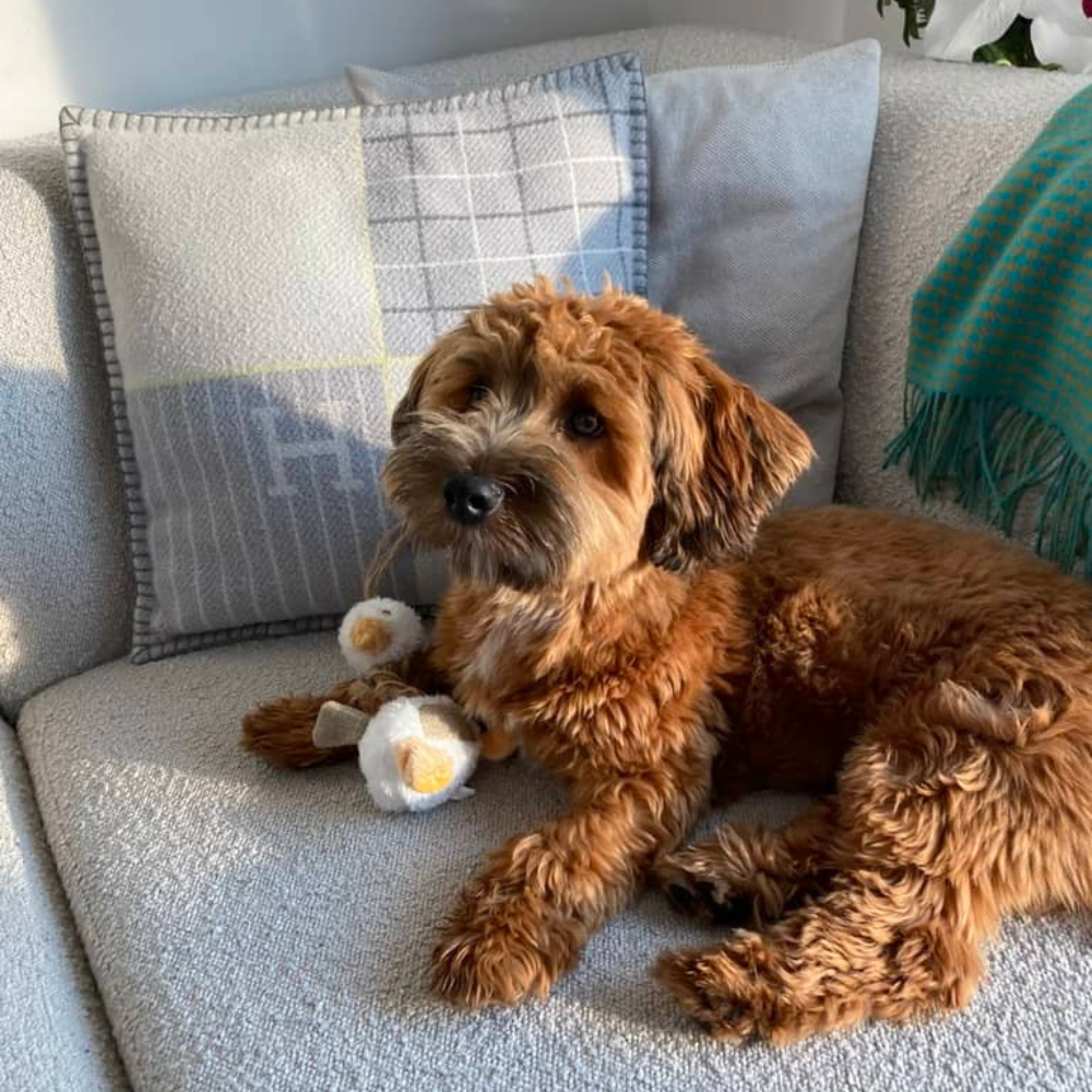 Hundebamse Lille And