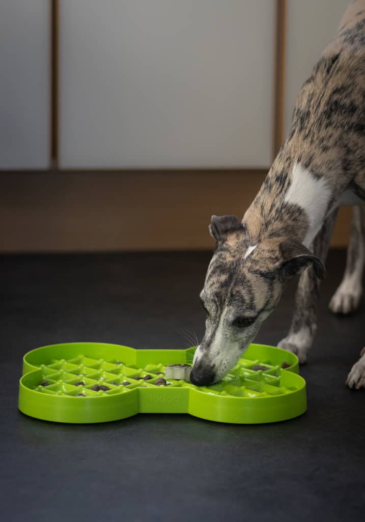 Whippet spiser mad af grøn slow feeder plate