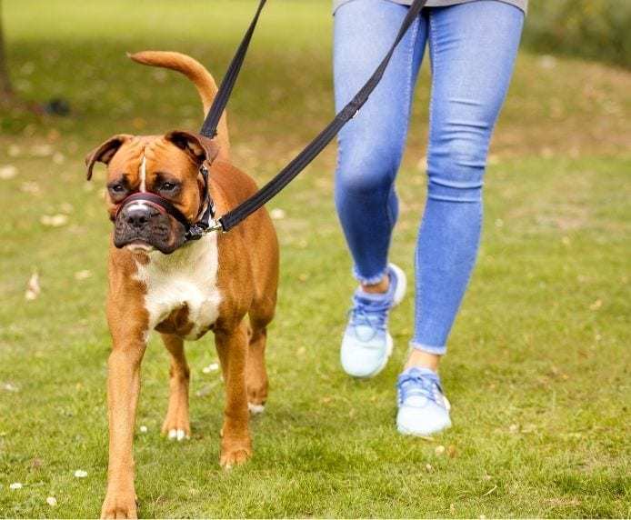 antitræk sele til hund