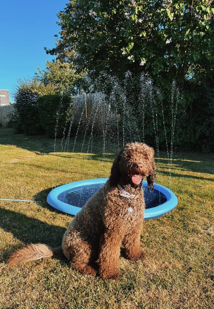 hundepool med sprinkler funktion