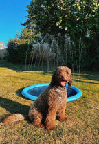 hundepool med sprinkler funktion