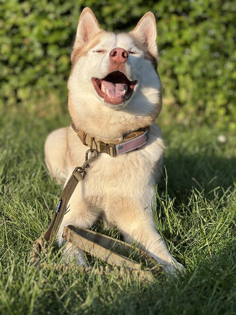militær hundehalsbånd og militær hundesnor i khaki