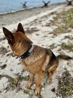 Militærhundehalsbånd gråt 