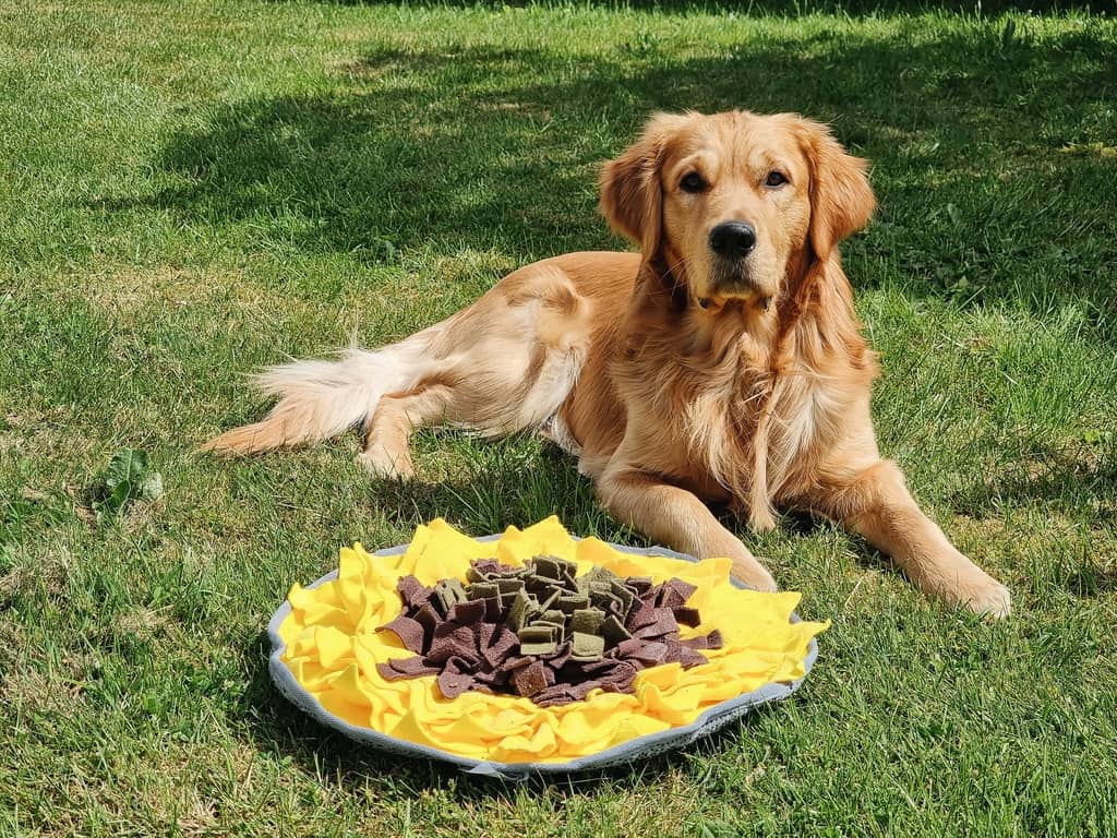 Golden retriever og snusemåtte til hunde