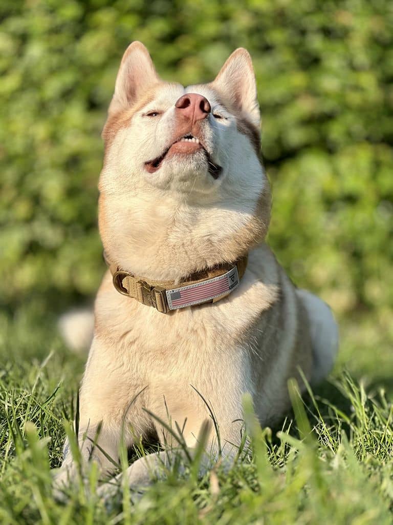 Army inspireret hundehalsbånd