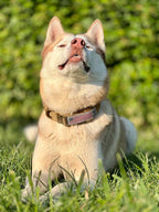 Army inspireret hundehalsbånd