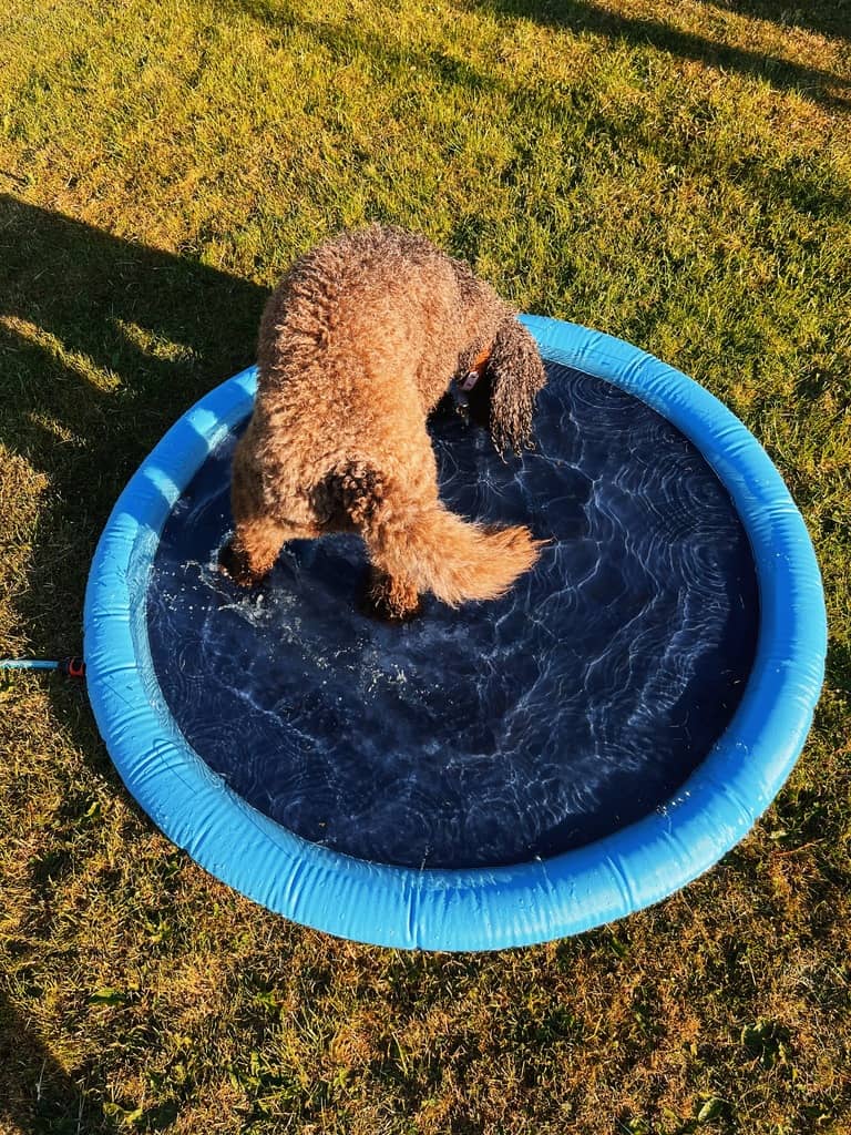hund bader i hundepool