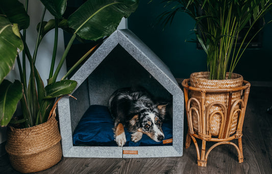 indendørs Hundehus i filt med blå madras