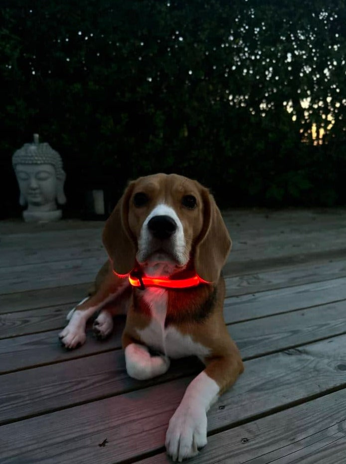 Hundehalsbånd med LED lys rød
