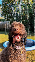 Sprinkler pool til hunde hundepool