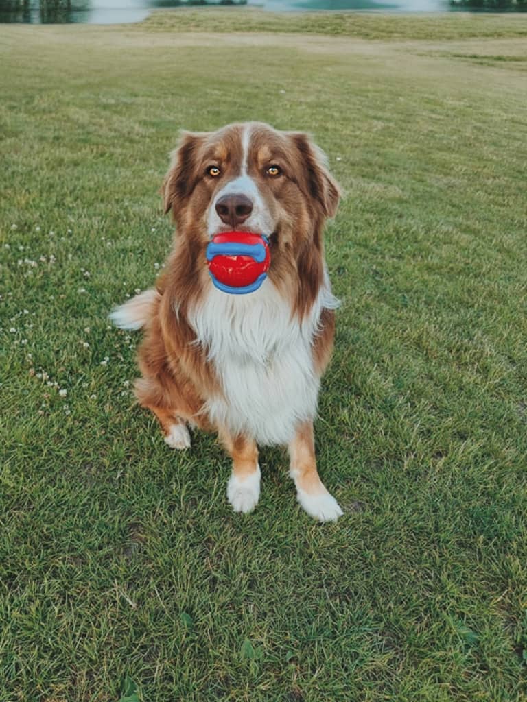 Australsk hyrdehund med KONG jaxx bright ball 