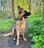 Aktiv hundehalsbånd gråt