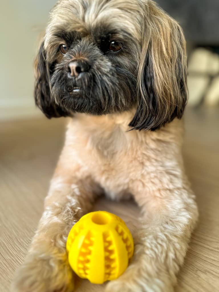 Shih tzu hund der ligger med tandrensende hunde bold i gul