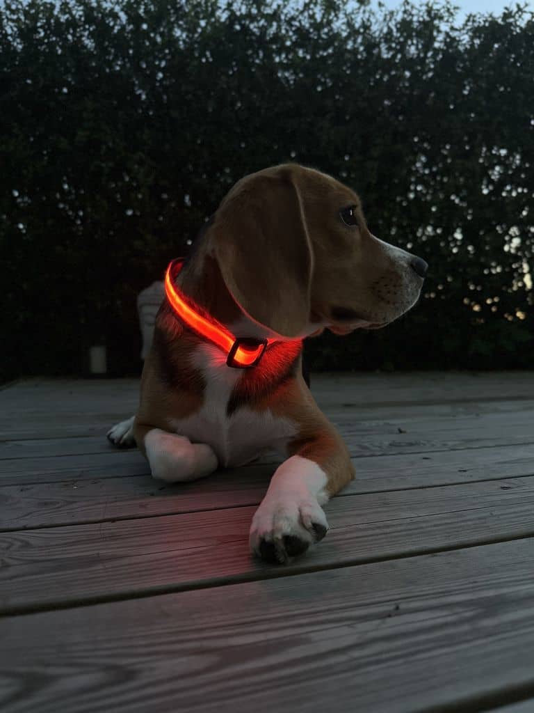 Hundehalsbånd med LED lys rød