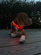 Hundehalsbånd med LED lys rød