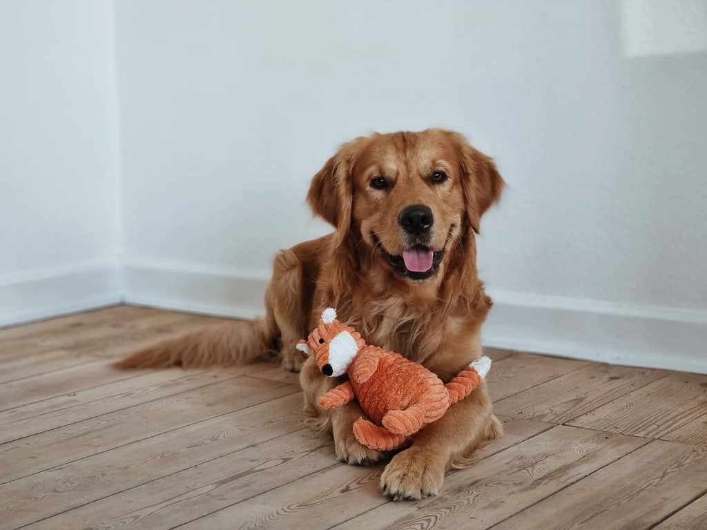 Golden retriever og hunde bamse