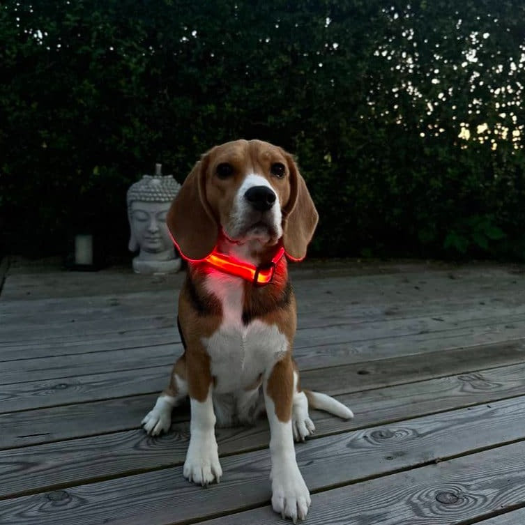 Hundehalsbånd med LED lys rød