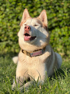 khakifarvet hundehalsbånd