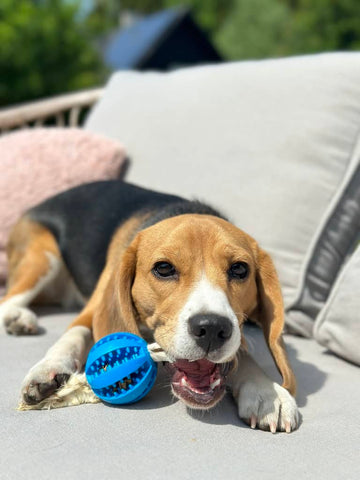 Beagle der gnaver i sin tandrensende godbidsbold