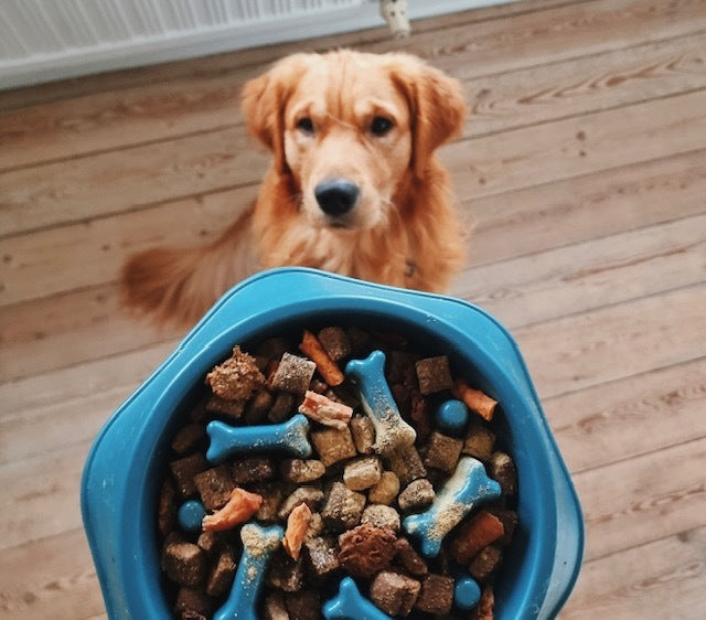 Slowfeed hundeskål i blå