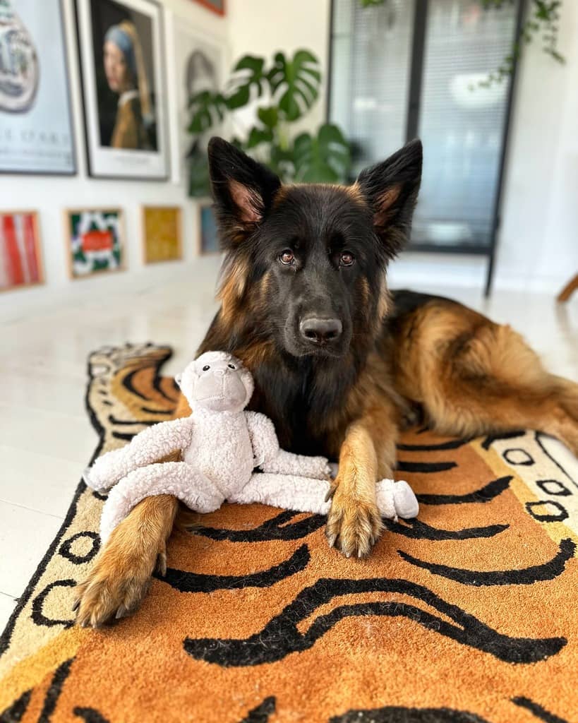 Schæferhund og hundebamse 