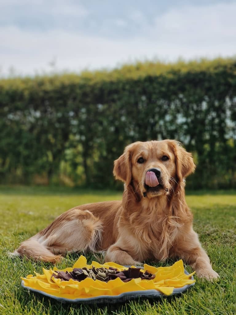 Golden retriver og solsikke snusemåtte til hunde