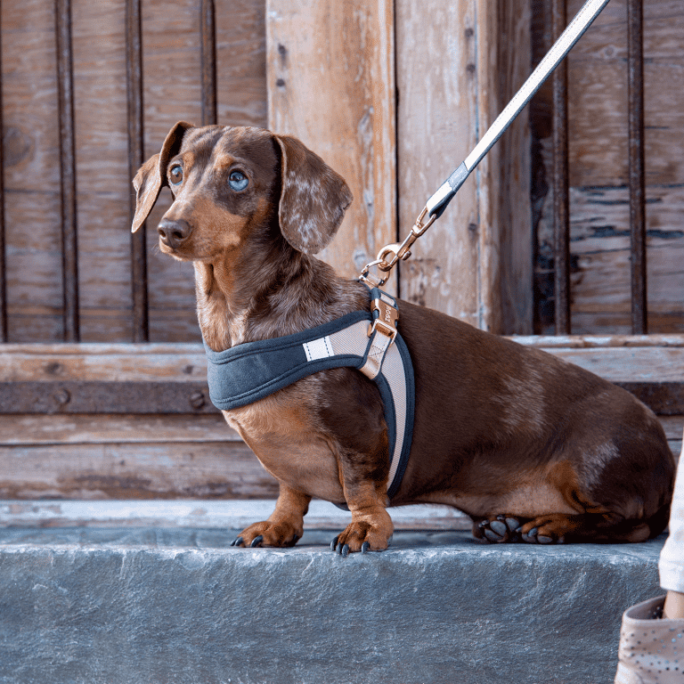 Rogz Urban Fast-Fit Step-In Sele til hund Gravhund