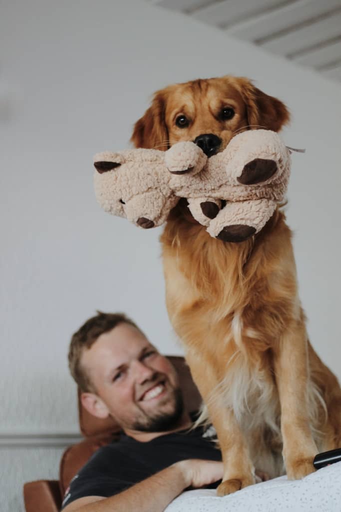 Golden retriever med bamse