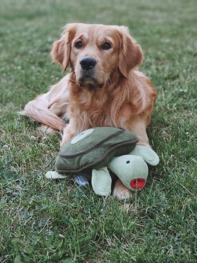 Aktivitetslegetøj til hund - Skildpadden Skille Hundebamse