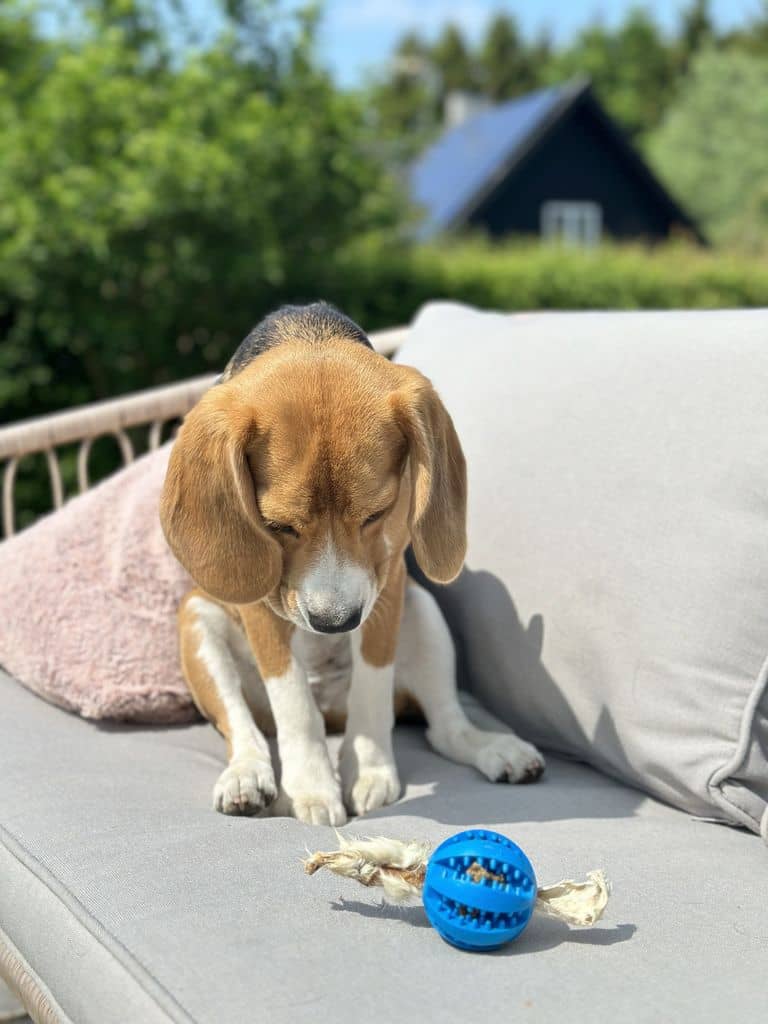 Beagle og tandrensende godbidsbold i blå