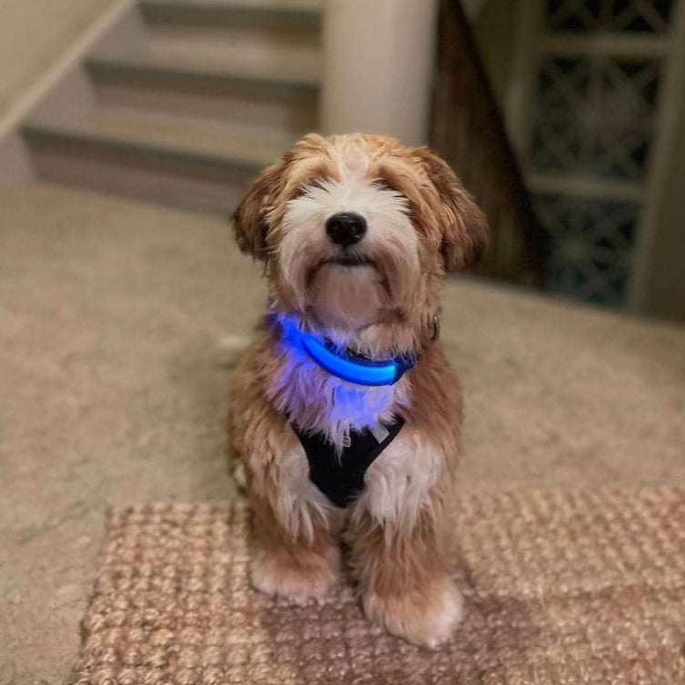 Hundehalsbånd med LED lys blå