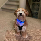 Hundehalsbånd med LED lys blå