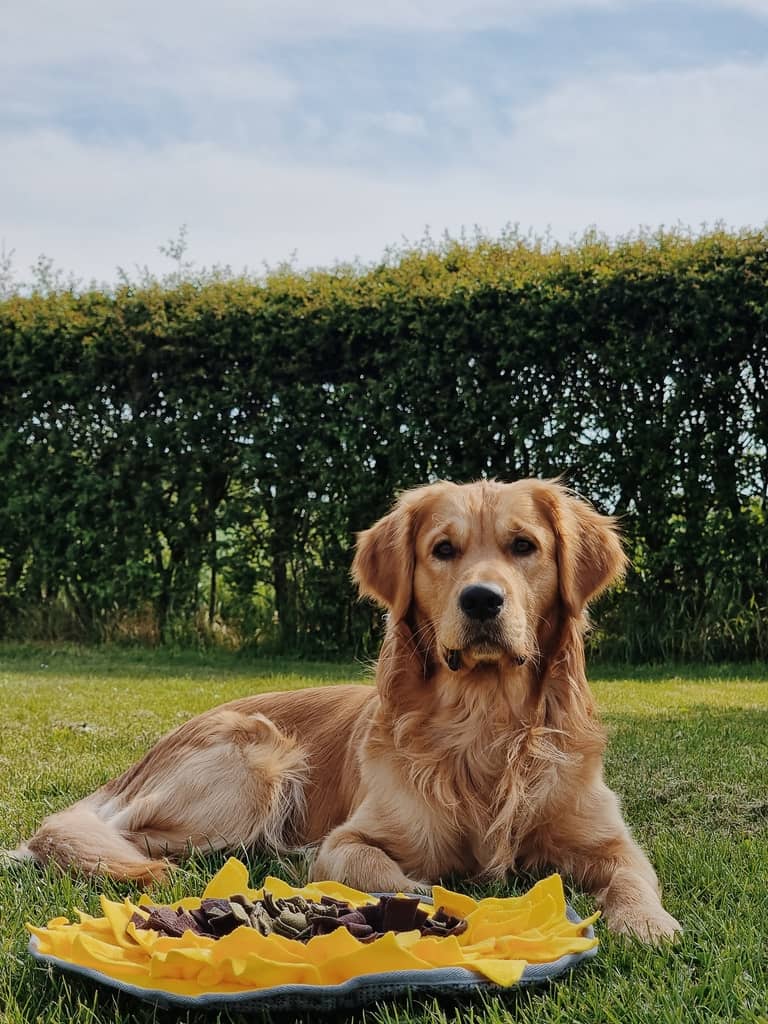 Golden retriver og aktivitetsmåtte til hunde