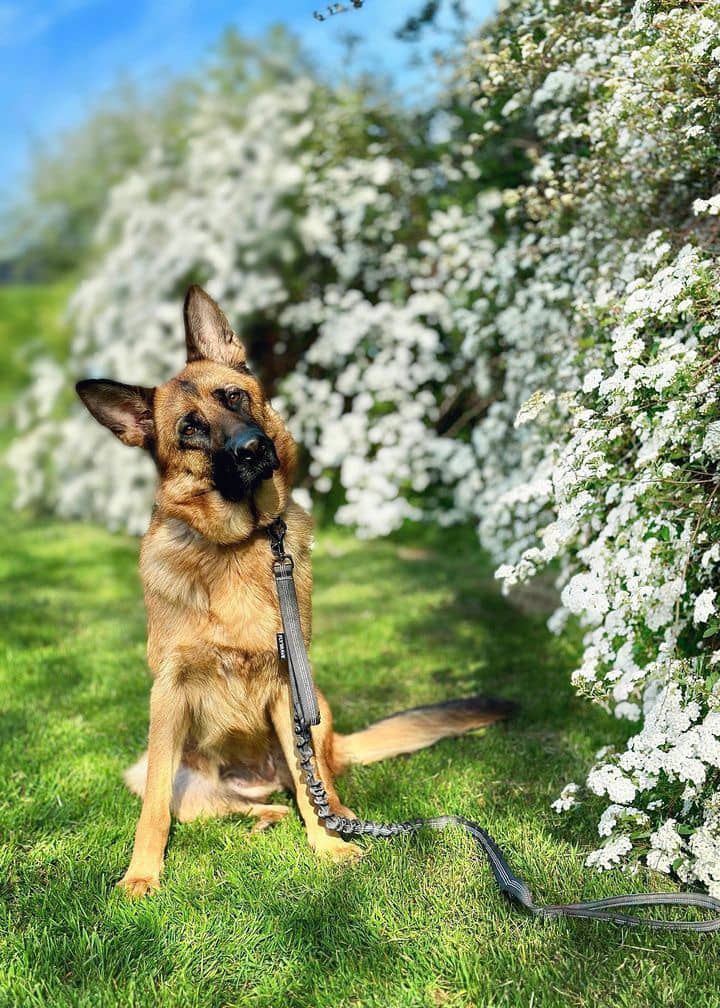 Slidstærk grå hundesnor