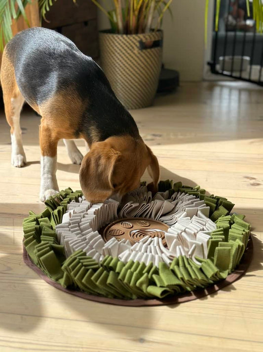Beagle der finder godbidder i sin snusemåtte