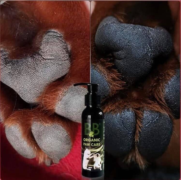 økologisk potepleje til hunde før og efter