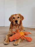 Golden Retriver der ligger på gulvet med sin hundebamse hummer aktivitetslegetøj i orange