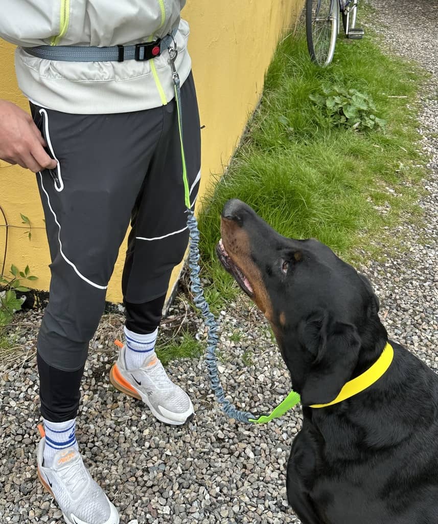 Hund og ejer på vej ud at løbe med løbesnor med hund i refleks og grå farve